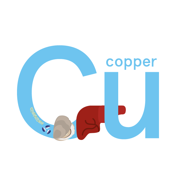 Copper: foods, functions, how much do you need & more