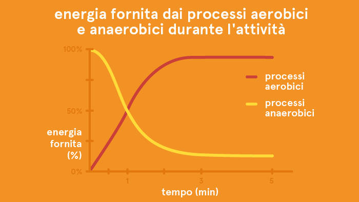 Energia fornita dai processi aerobici e anaerobici durante l'attività