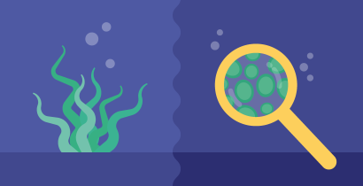 Microalgas: Qué son y cómo cultivarlas y utilizarlas