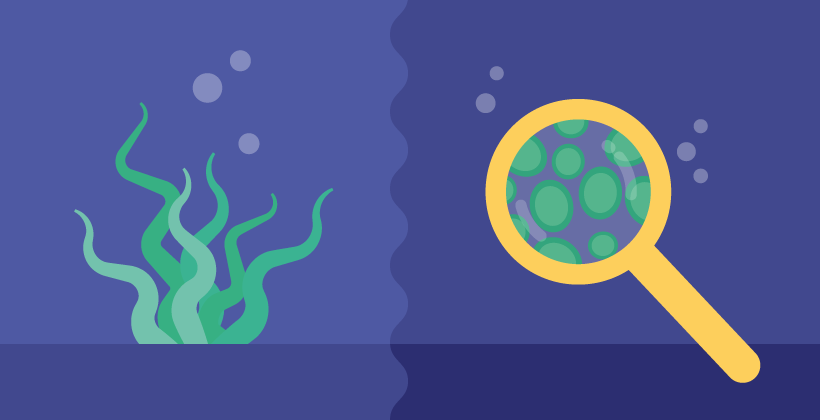 Microalghe: cosa sono, come si coltivano e si usano