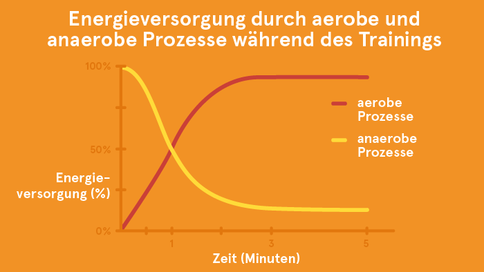 Energieversorgung durch aerobe und anaerobe Prozesse während des Trainings