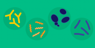 Was ist das Mikrobiom und warum ist es wichtig?