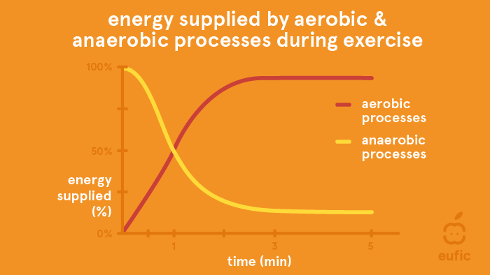 energy supplied by aerobic & anaerobic processes during excercise