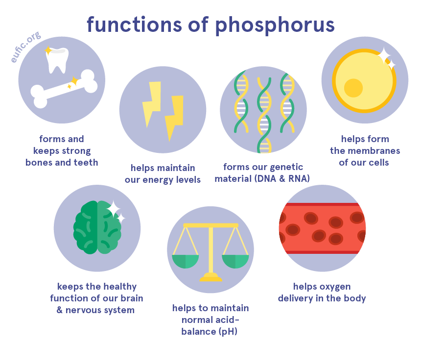 functions of phosphorus
