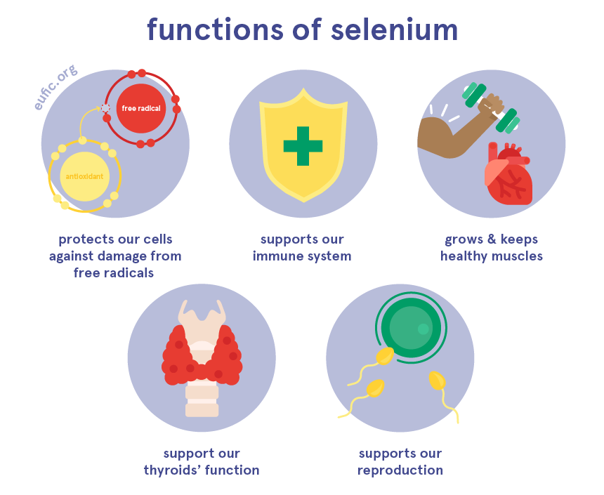 functions of selenium