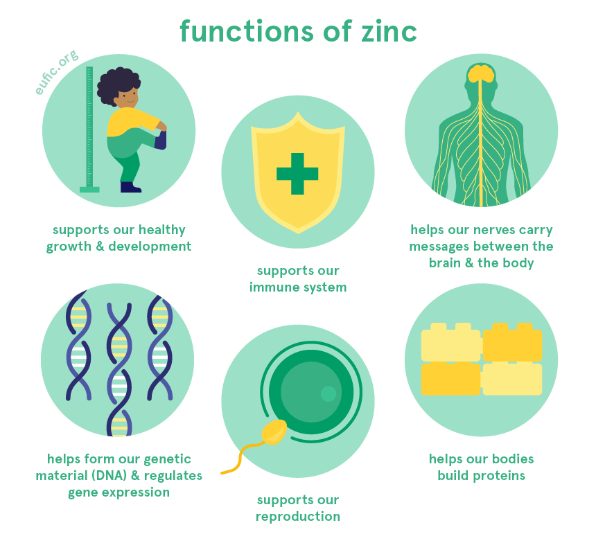 Where Is Zinc Found