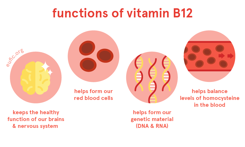 Functions of vitamin B12