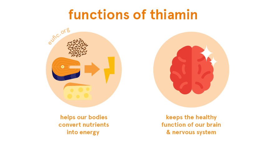 Vernederen Gunst Miniatuur Thiamin (vitamin B1): foods, functions, how much do you need & more | Eufic