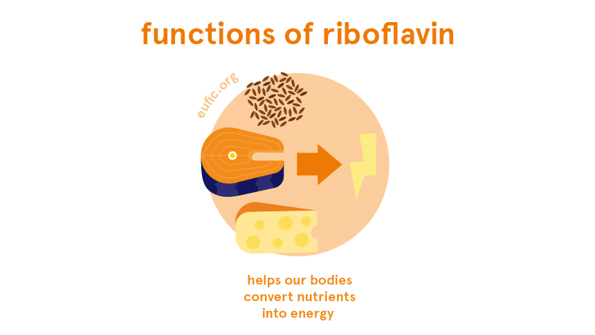 Functions of riboflavin
