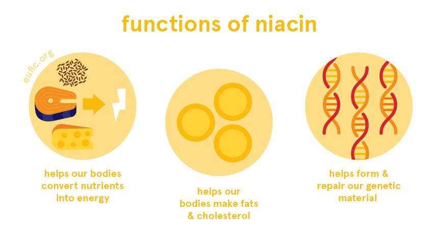 functions of niacin
