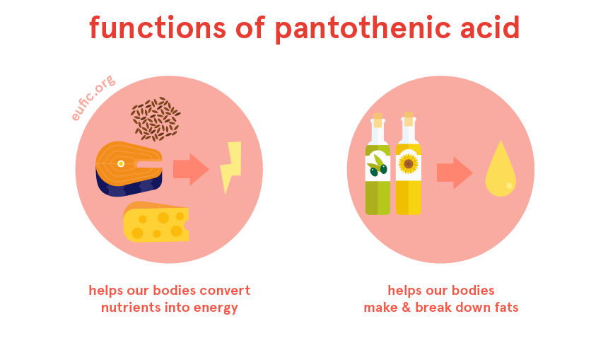 Functions of pantothenic acid