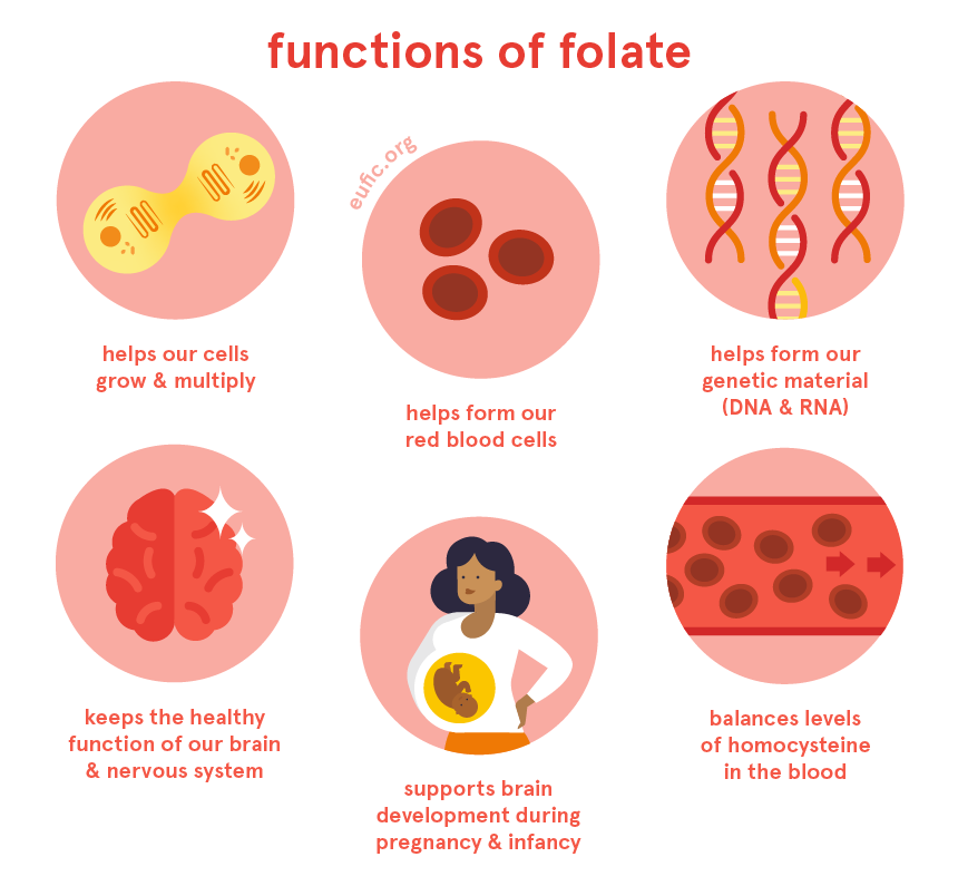 functions of folate