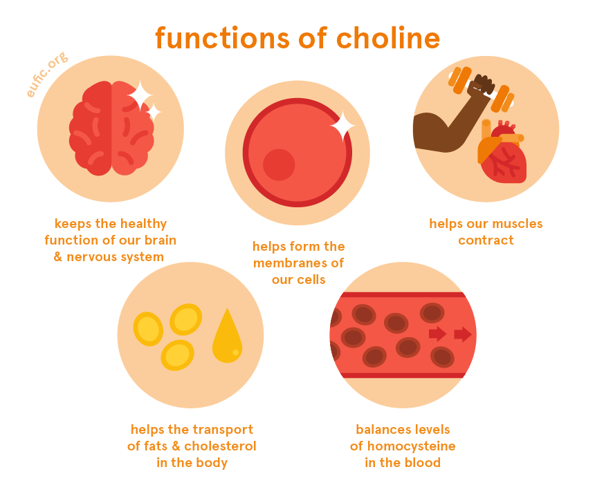 functions of choline