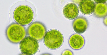 Sustainability at the cutting edge: EIT Food-funded FutureKitchen showcases algae plant with negative emissions in latest VR video