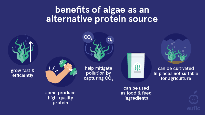 benefits of algae as an alternative protein source