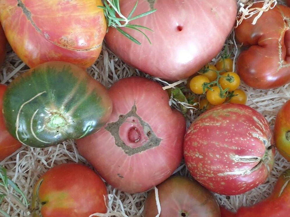 ¿Sabes reconocer un buen tomate, de los de antes?