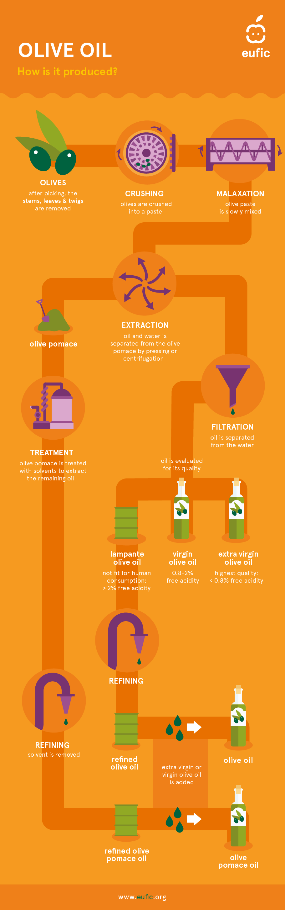 infographic explaining how olive oil is produced