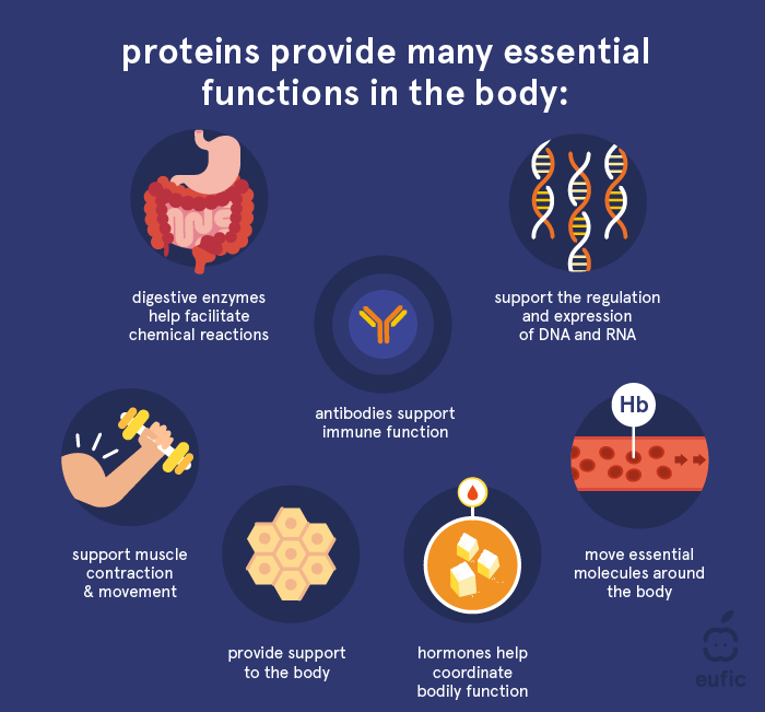 functions of proteins in the body