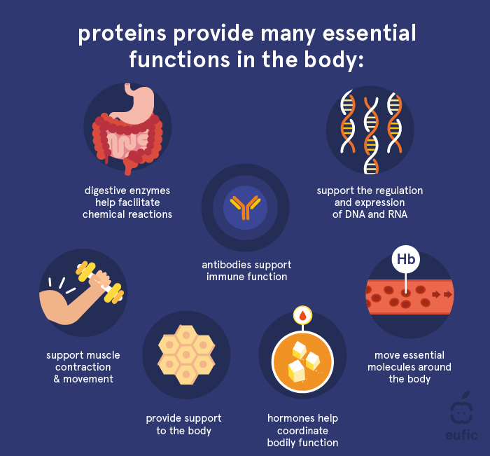 What are Proteins and What is Their Function in the Body? | Eufic