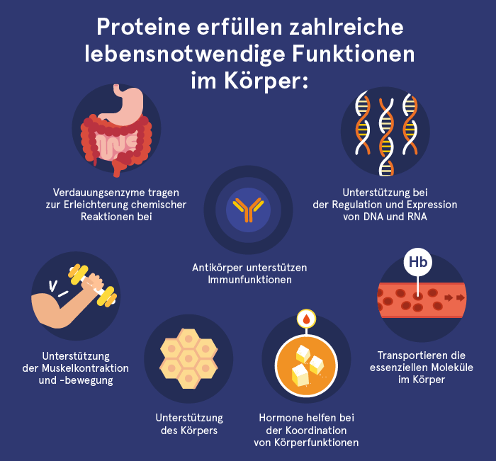Funktionen von Proteinen im Körper