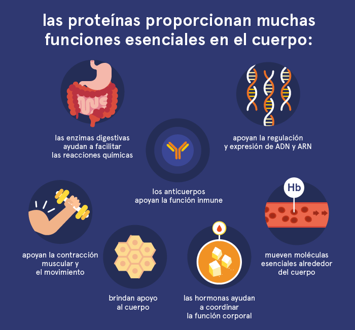 Funciones de las proteínas en el cuerpo