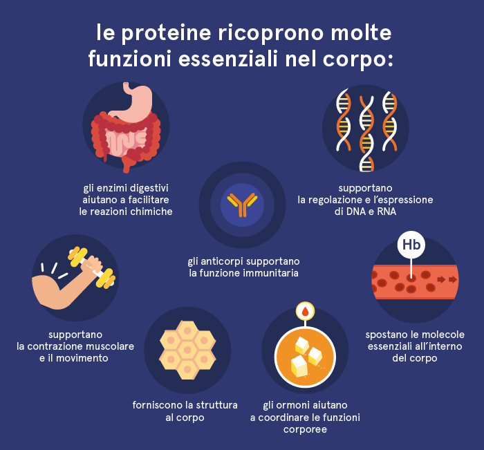 Funzioni delle proteine nel corpo.