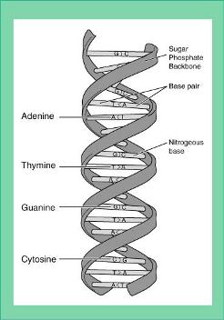 DNA structure