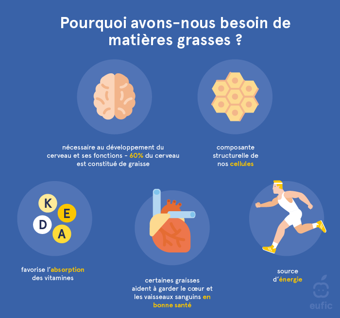 Les fonctions des matières grasses