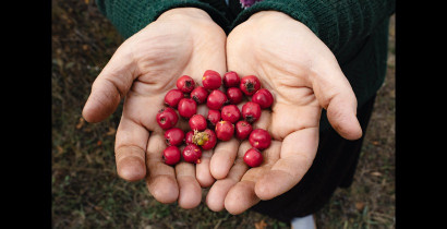Wild & Edible: A Traveler’s Guide To Seasonal Fruit Foraging Across Europe