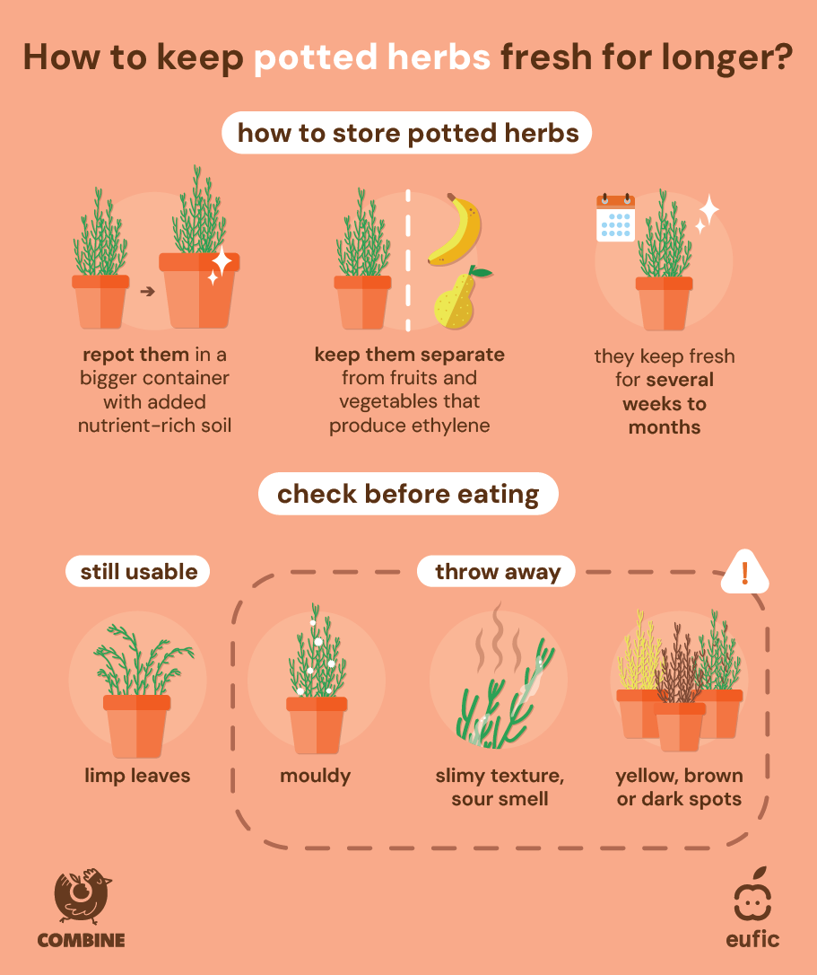 how_to_store_food_batch_2_article-potted_herbs.png