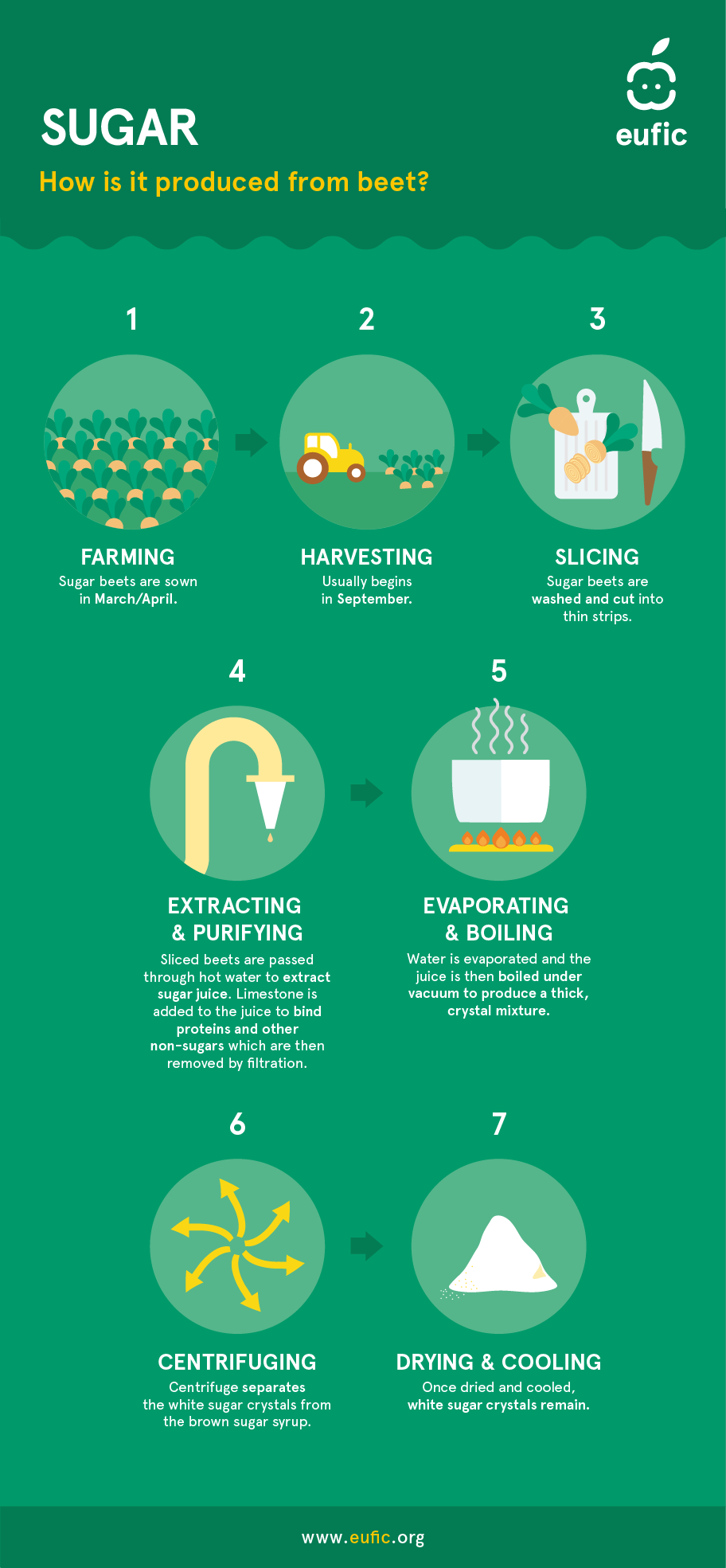 how to produce sugar from beet