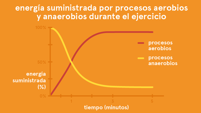 Energía suministrada por procesos aerobios y anaerobios durante el ejercicio