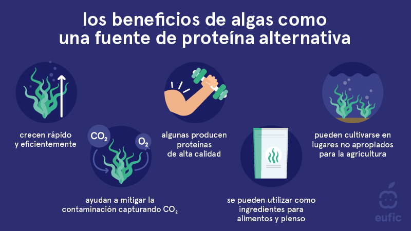 los beneficios de algas como una fuente de proteína alternativa