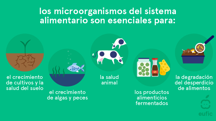 los microorganismos del sistema alimentario 