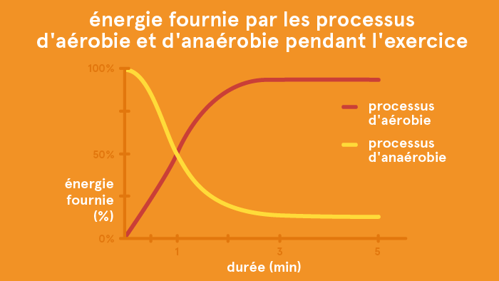 énérgie fournie par les processus d'aérobie et d'anaérobie pendant l'exercice