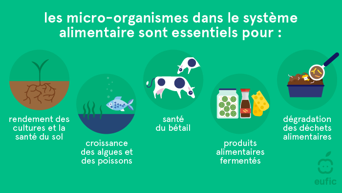 les micro-organismes dans le systeme alimentaire