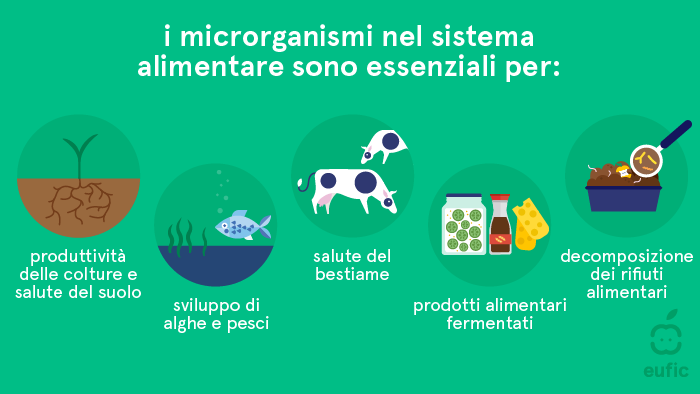 funzioni dei microrganismi nel sistema alimentare